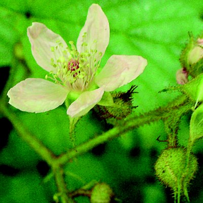 Rubus hirtus