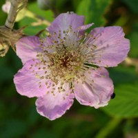 Rubus ulmifolius