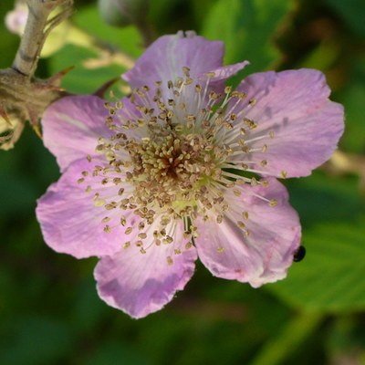 Rubus ulmifolius