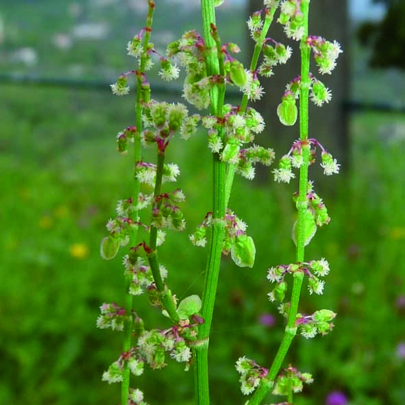 Rumex acetosa