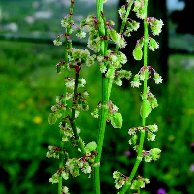 Rumex acetosa