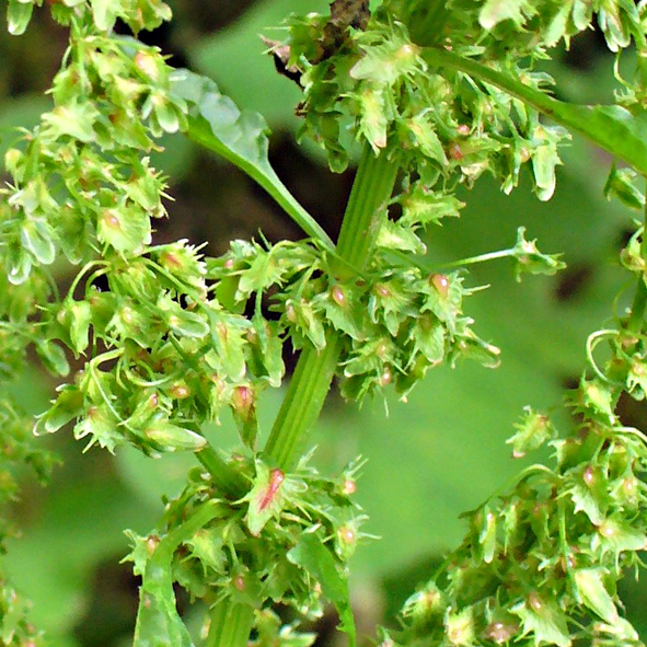 Rumex obtusifolius