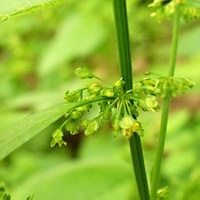 Rumex sanguineus