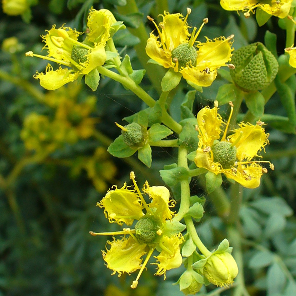 Ruta chalepensis