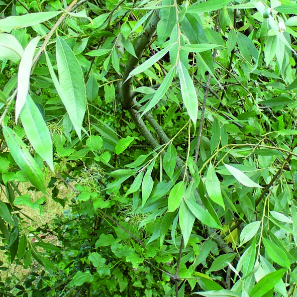 Salix alba