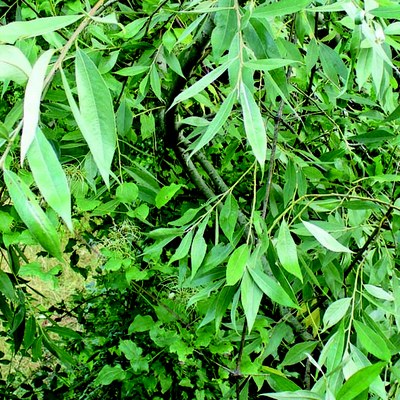 Salix alba