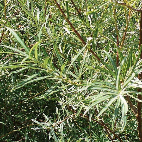 Salix viminalis