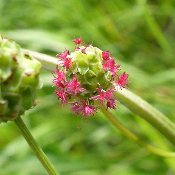 Sanguisorba minor