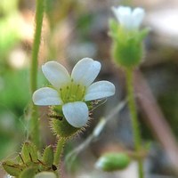 Saxifraga tridactylites