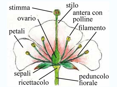 schema generale di un fiore