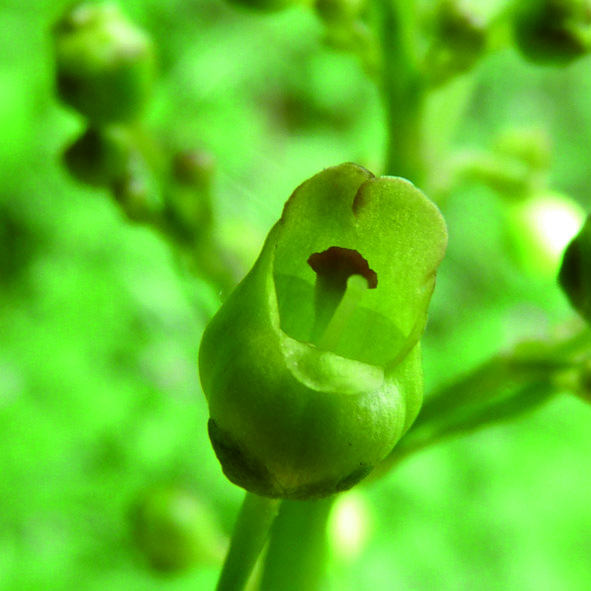 Scrophularia nodosa