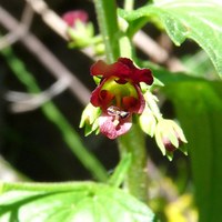 Scrophularia peregrina