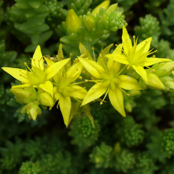 Sedum acre