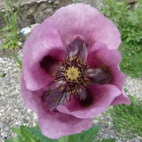 Papaver setigerum