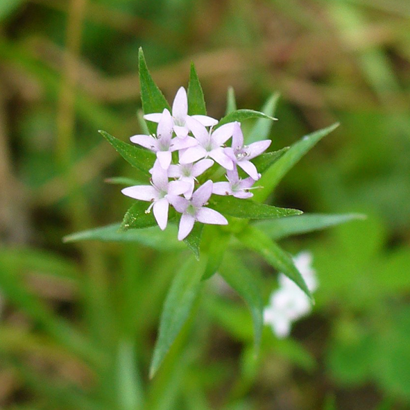 Sherardia arvensis