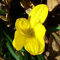 Sternbergia lutea