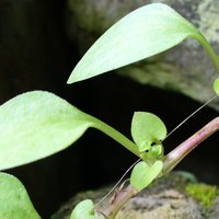 Theligonium cynocrambe