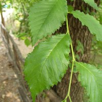 Ulmus sp.