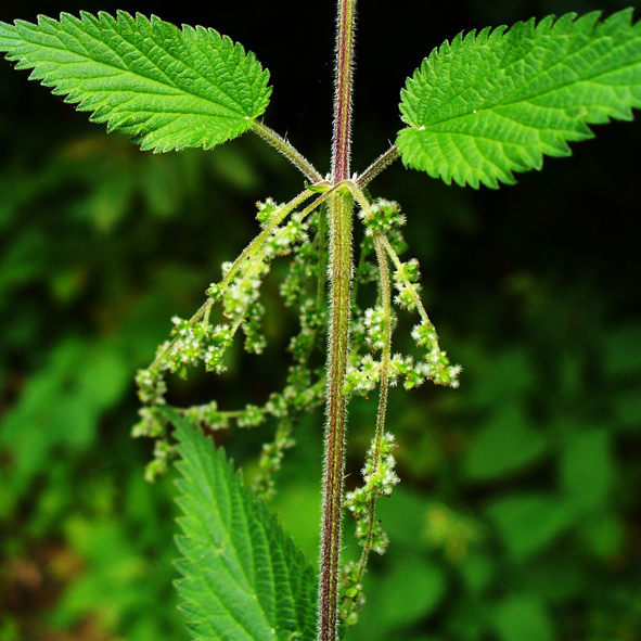 Urtica dioica