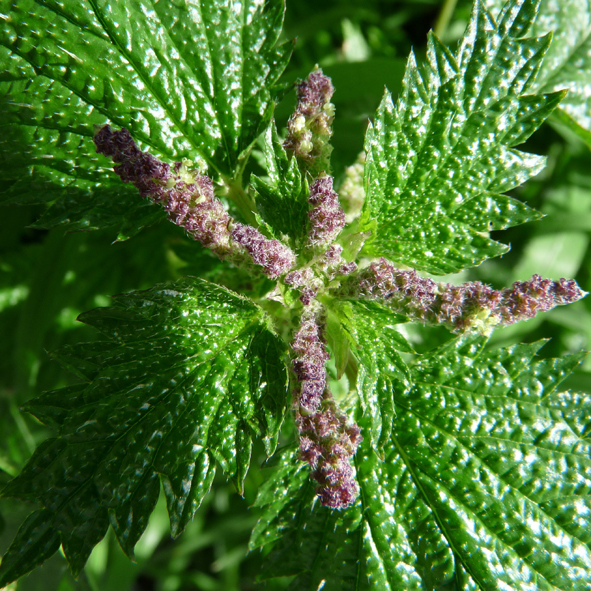 Urtica membranacea