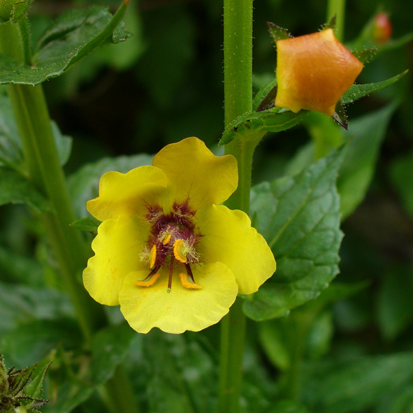 Verbascum blattaria