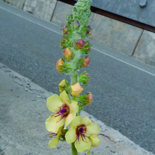 Verbascum boheravii