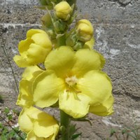 Verbascum thapsus