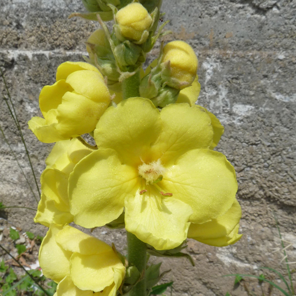 Verbascum thapsus