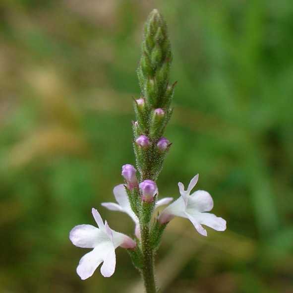 Verbena officinalis