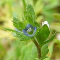 Veronica arvensis