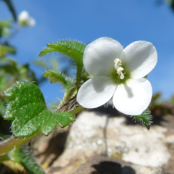 Veronica cymbalaria