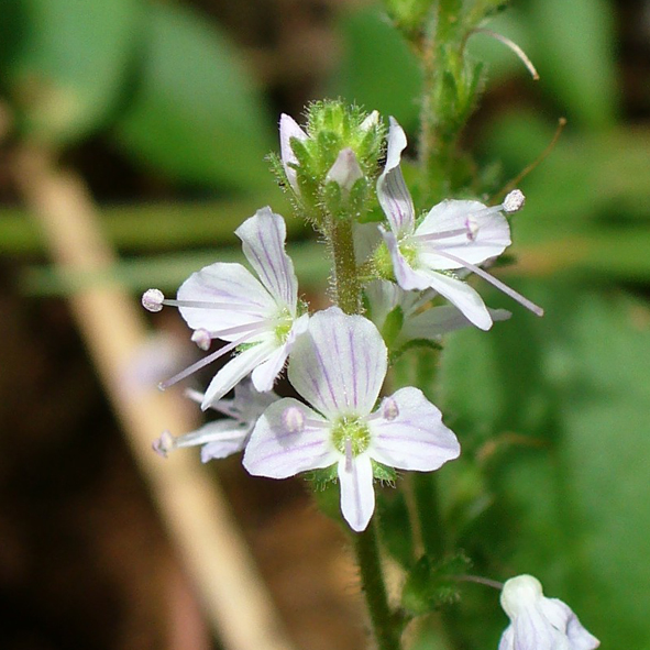 Veronica officinalis