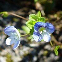 Veronica persica