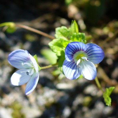 Veronica persica