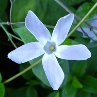 Vinca difformis