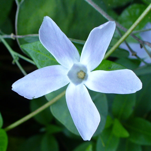 Vinca difformis