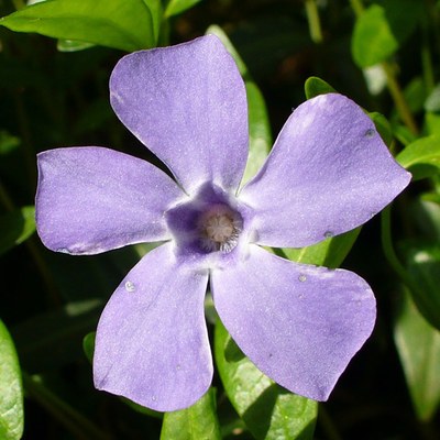 Vinca minor