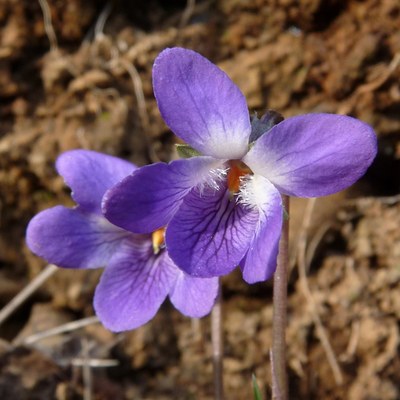 Viola alba subsp. dehnhardtii