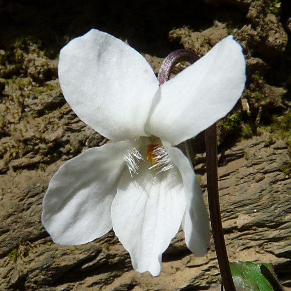 Viola alba subsp. alba