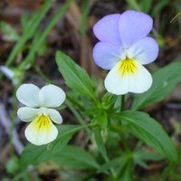 Viola arvensis