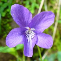 Viola canina