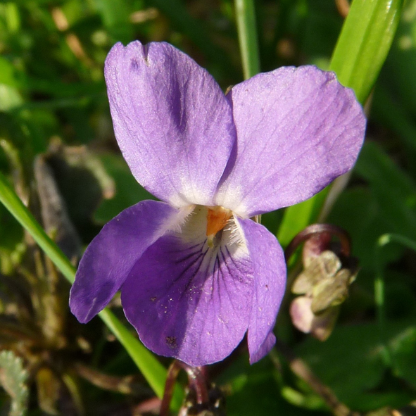 Viola hirta