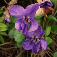 Viola odorata