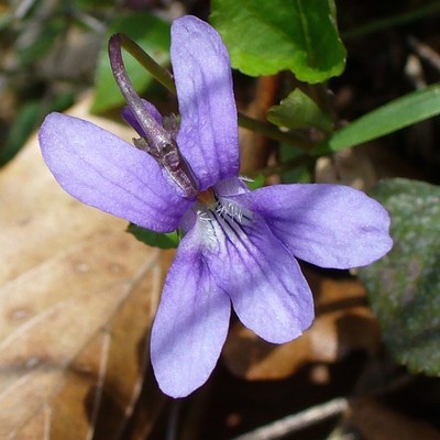 Viola reichenbachiana