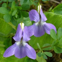 Viola riviniana