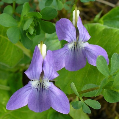 Viola riviniana