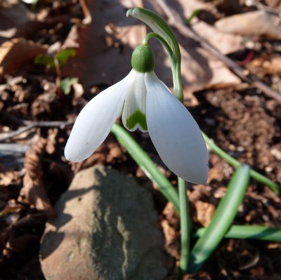 Galanthus nivalis