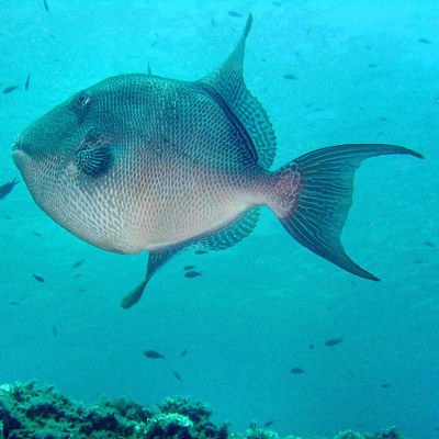 foto B&B Diving Center