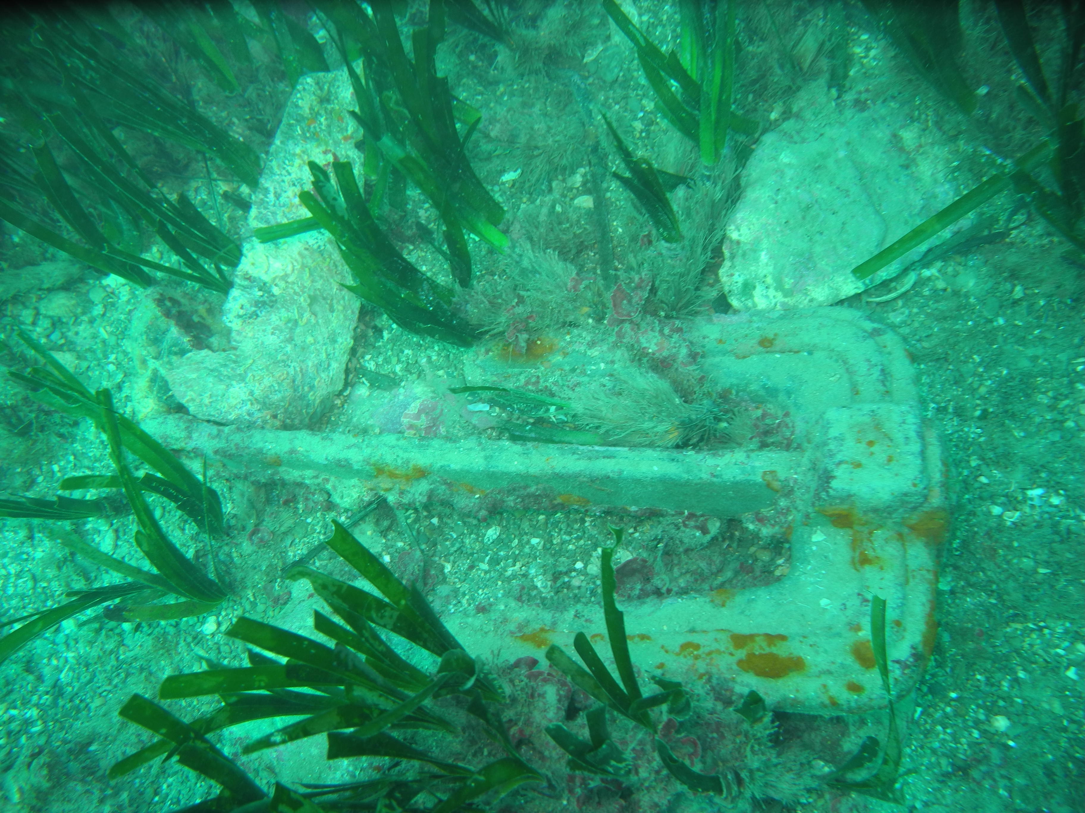 ancora su posidonia