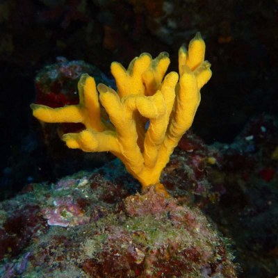 foto Calabrese